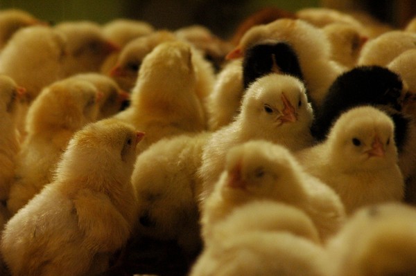 Sea of Chicks