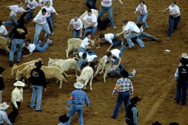 Calf Scramble Four
