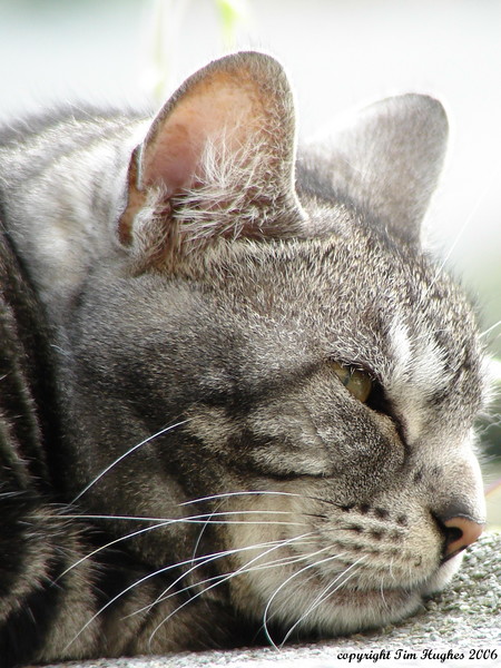 'Sleeping In The Sun'