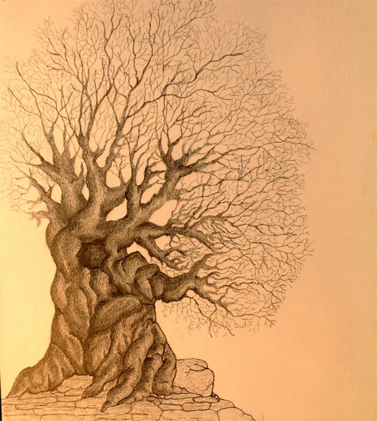Ancient Tree