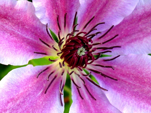 Clematis 