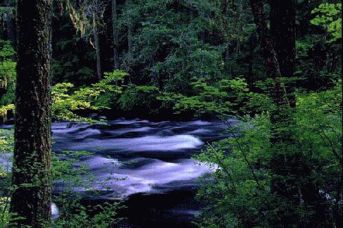 McKenzie River