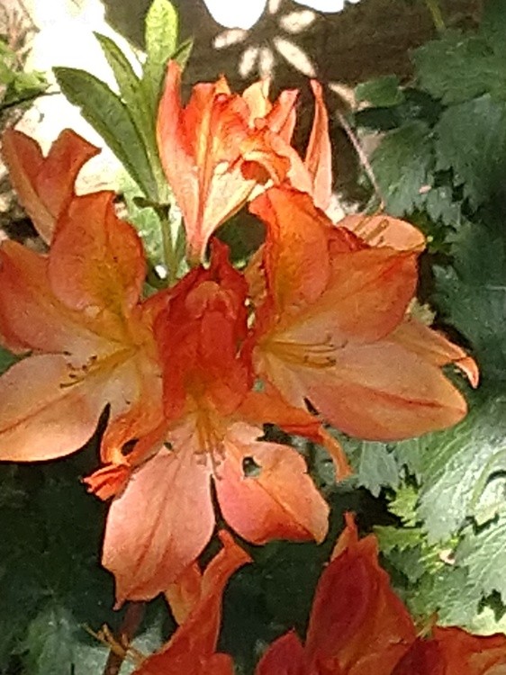 Orange flame.
