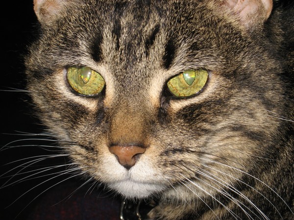 Alley Cat