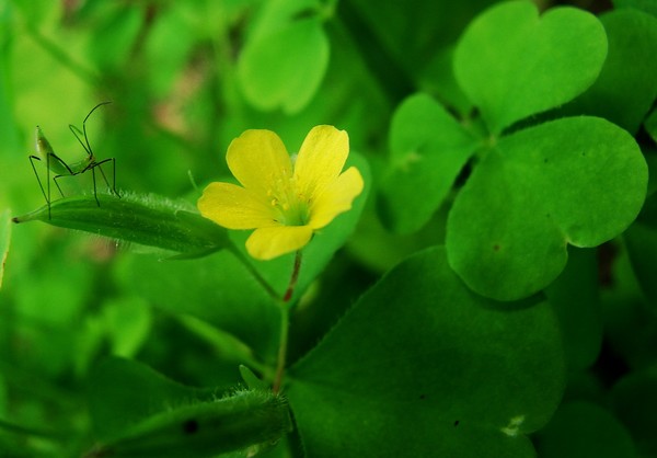 Clover Tiny Insect