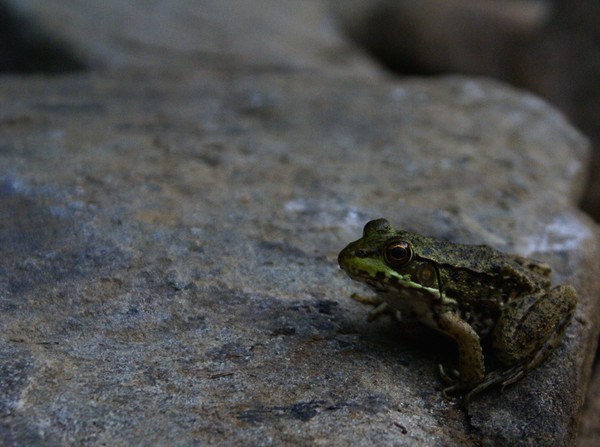 Frog number one