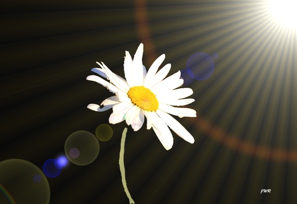 The Warmth Rays of Light