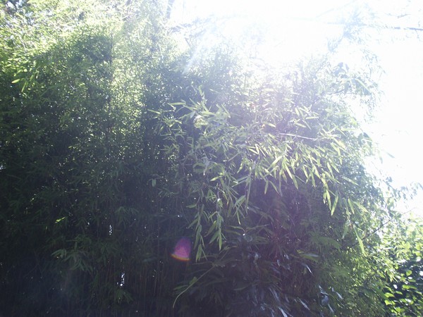 *BAMBOOOO AND PINK LIGHT FORM*