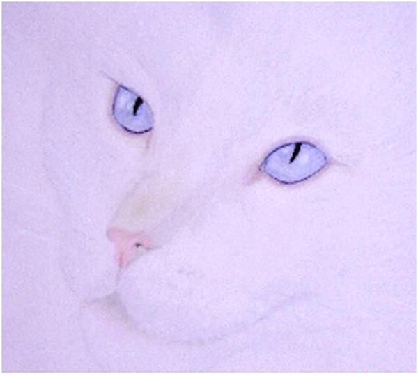 BLue Eyes