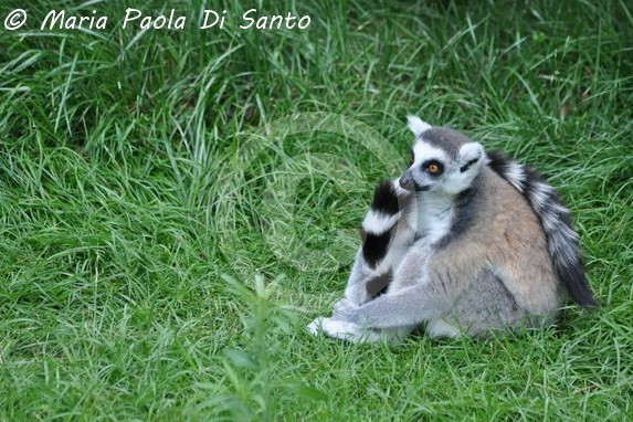 Lemur catta