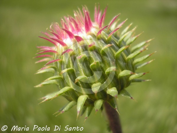 Softly thorny
