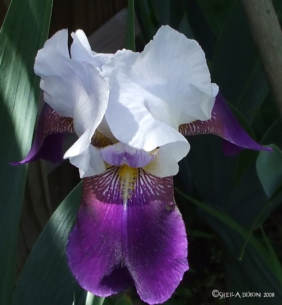 Purple and White Iris