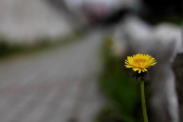 lonely flowers