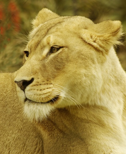 Lioness