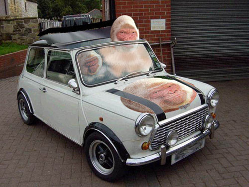 Car vs monkey