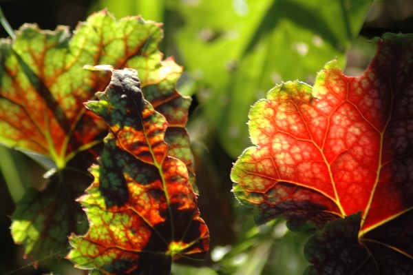 Heuchera