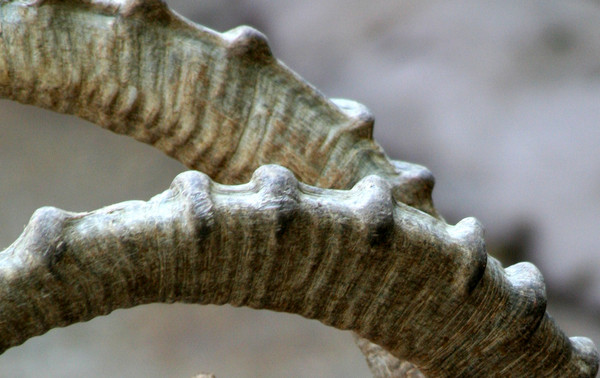 Horns of A Dilemna