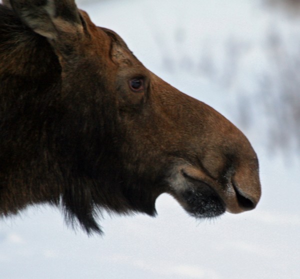 Bemused Moose