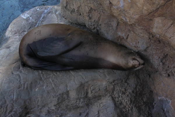 Sleeping Sea Lion