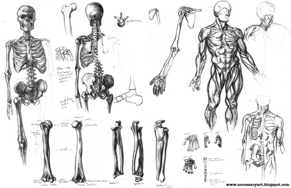 Anatomical sketches 1