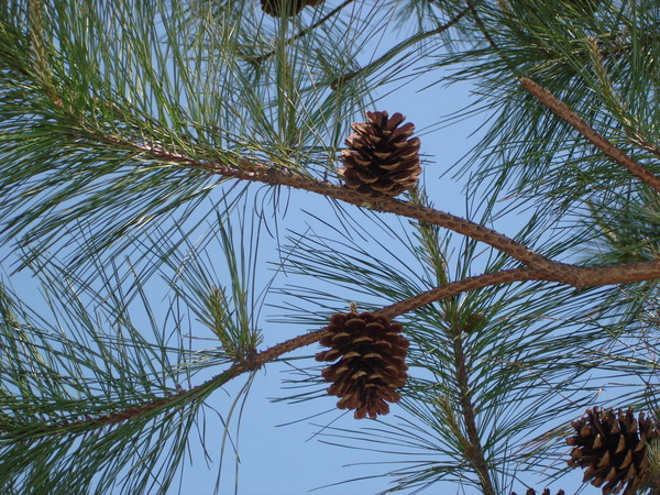 pine tree 
