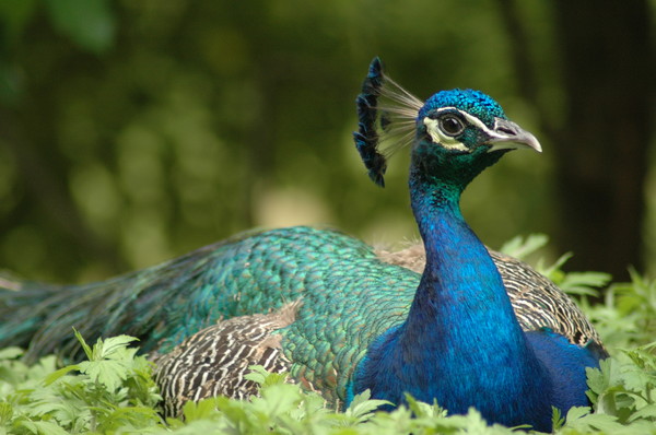 Peacock