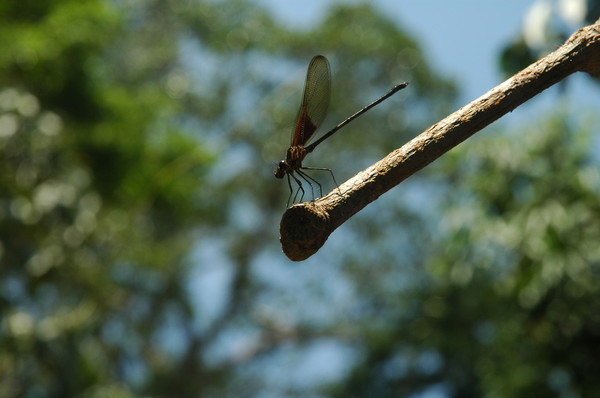 Dragonfly