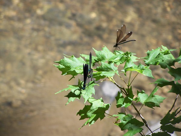 Dragonfly Love