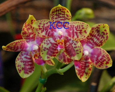 Orchid 13