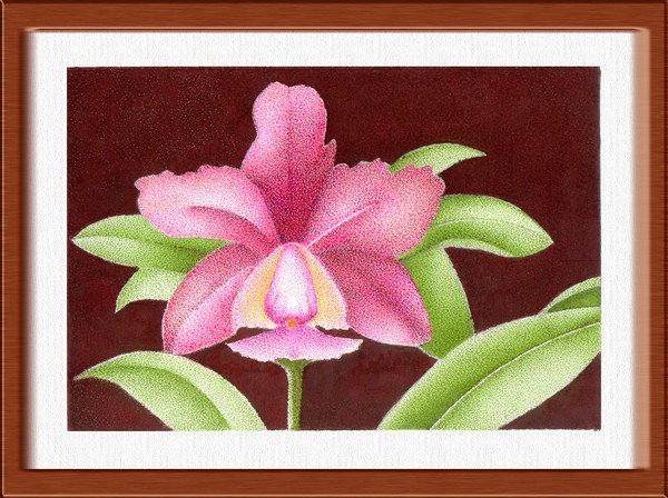 orquidea em rosa