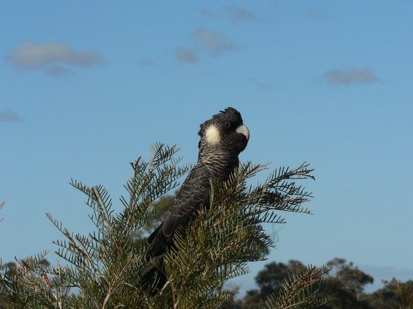 Long Billed Black Cockatoo