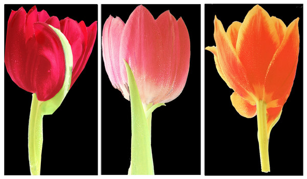 3 flowers