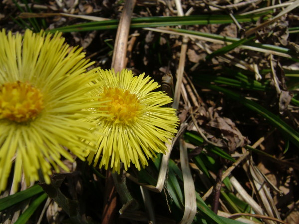Weeds in love