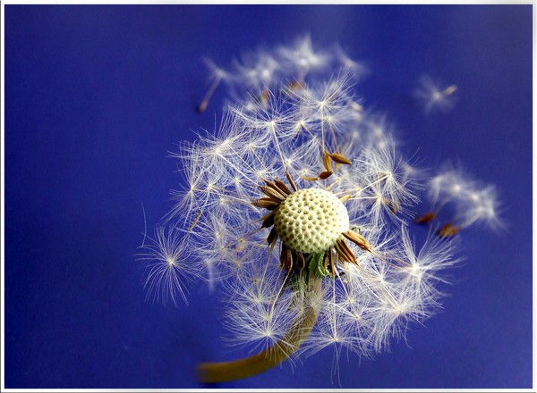Dandiliciously Blue