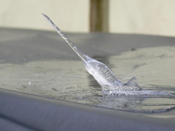 Marlin in ice