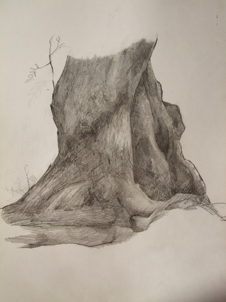 Study of tree trunk