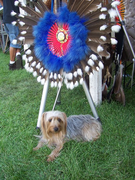 Jigy at PowWow