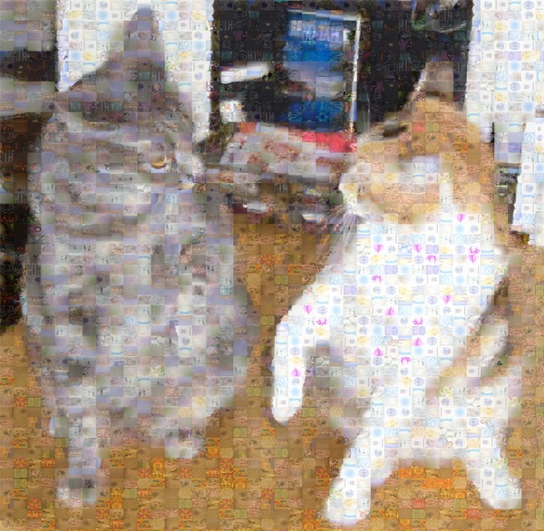 My Cats (EXAMPLE)