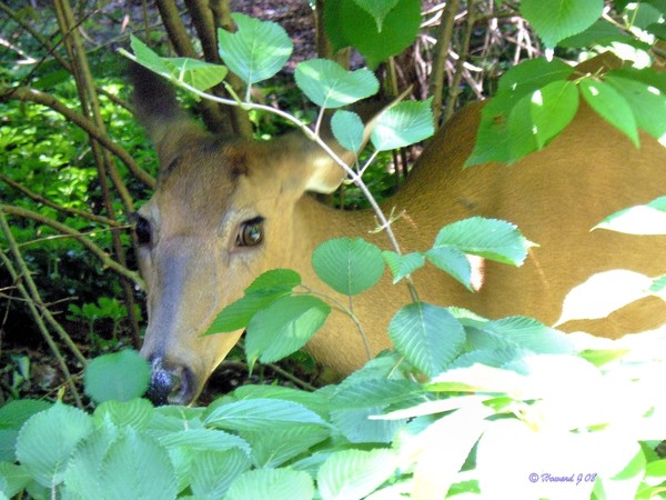 Peek A Boo