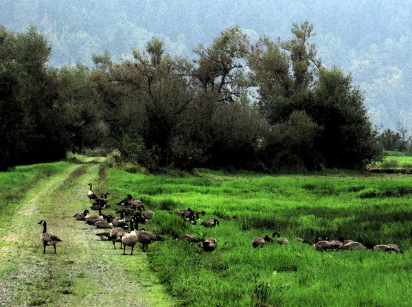 Canadian Geese on Holiday