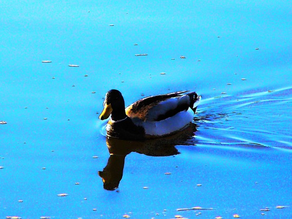 Mississippi Ducky