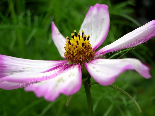 Closeup 1