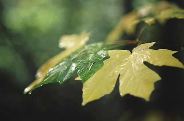 Fall