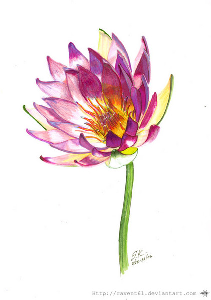Water Lily
