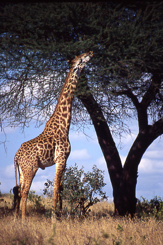 Giraffe