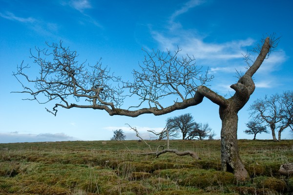 Trees at Clints Crag