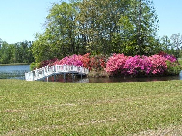 SPRING TIME IN GEORGIA