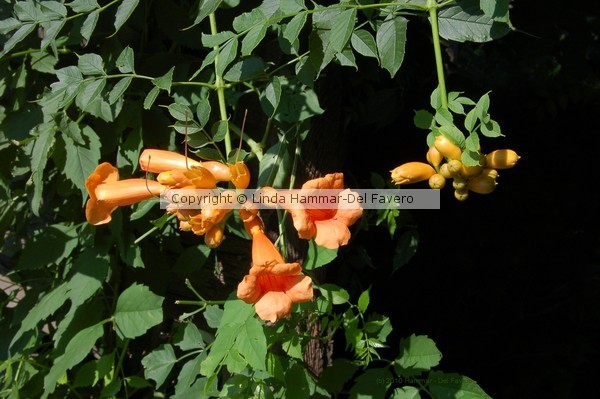 My Orange Trumpet Vine Photo