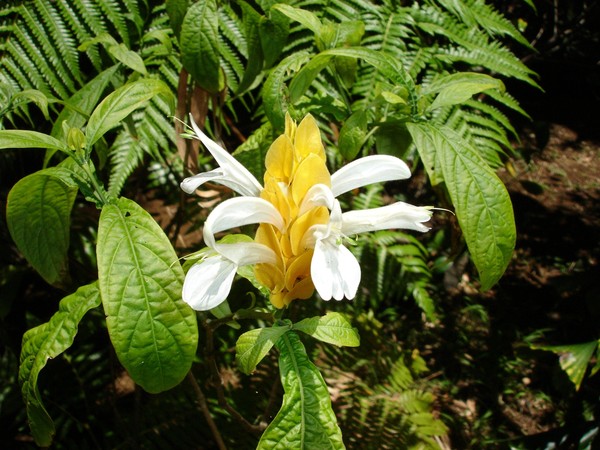Flowers 0021