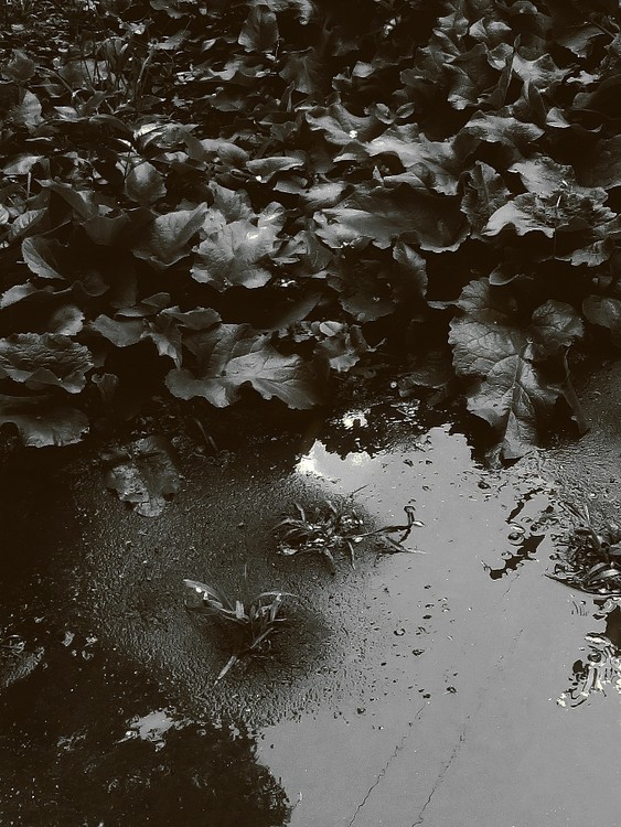 rain. burdocks